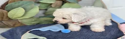 Bichon Frise dogs for sale: Elsie - Ad 8