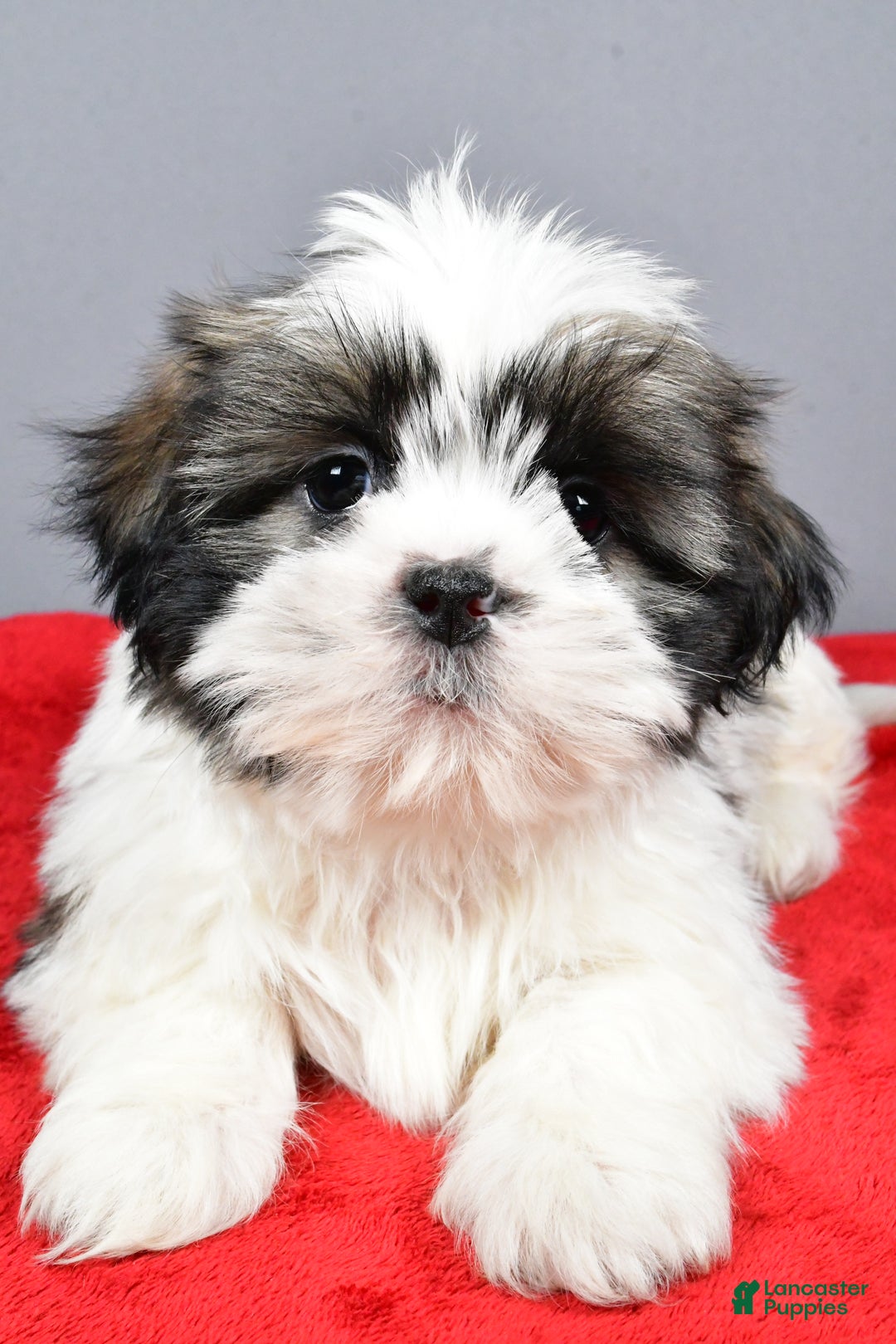 Shih Tzu dogs for sale: Max - Ad 5