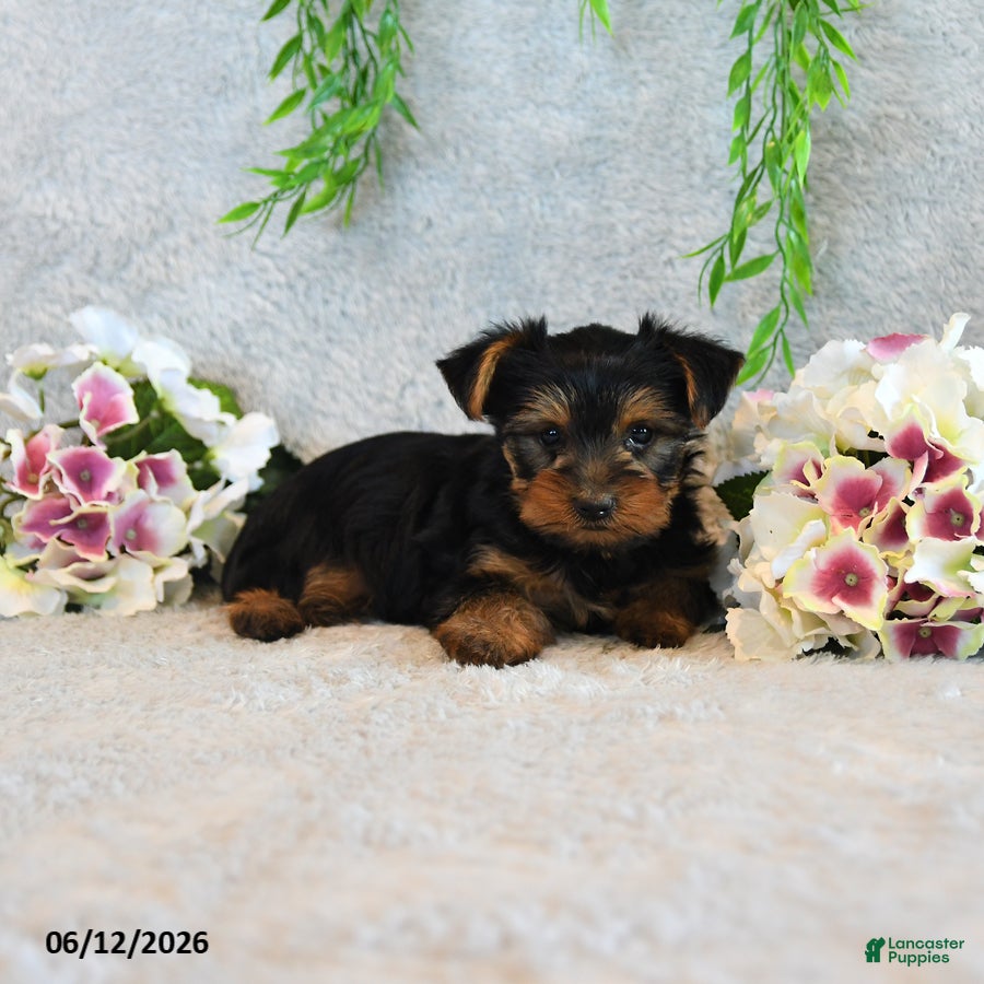 Yorkshire Terrier dogs Codey - Ad 2