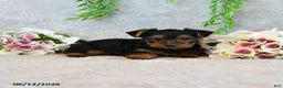 Yorkshire Terrier dogs for sale: Codey - Ad 2