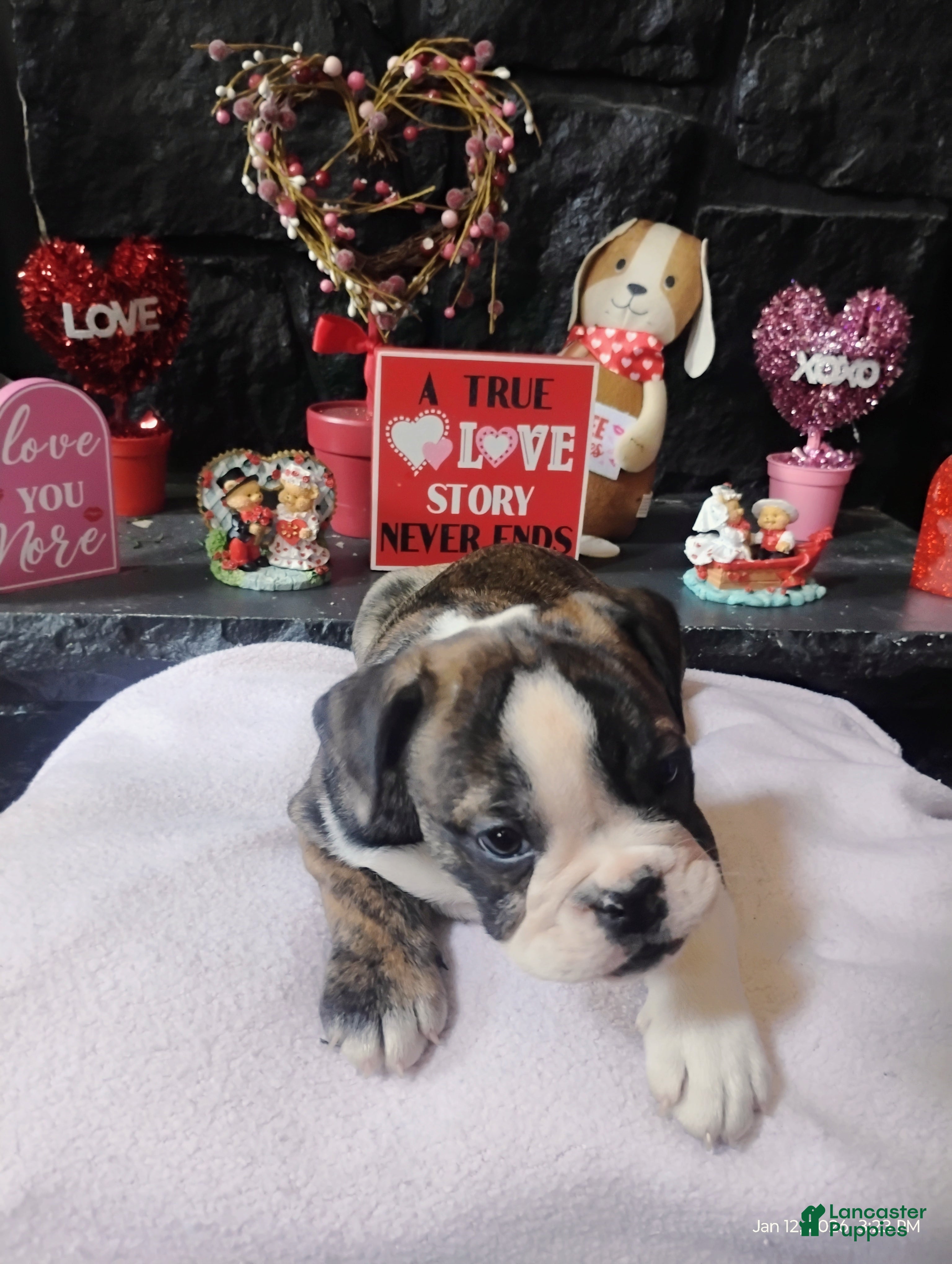 English Bulldog dogs Love - Ad 2