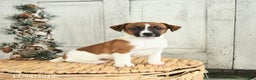 Jack Russell Terrier dogs for sale: Jolly - Ad 2
