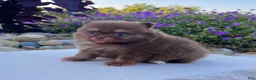 Pomeranian dogs for sale: Smurf - Ad 3