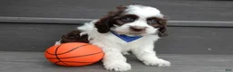 Cockapoo dogs for sale: Cockapoo Puppy 1 - Ad 3