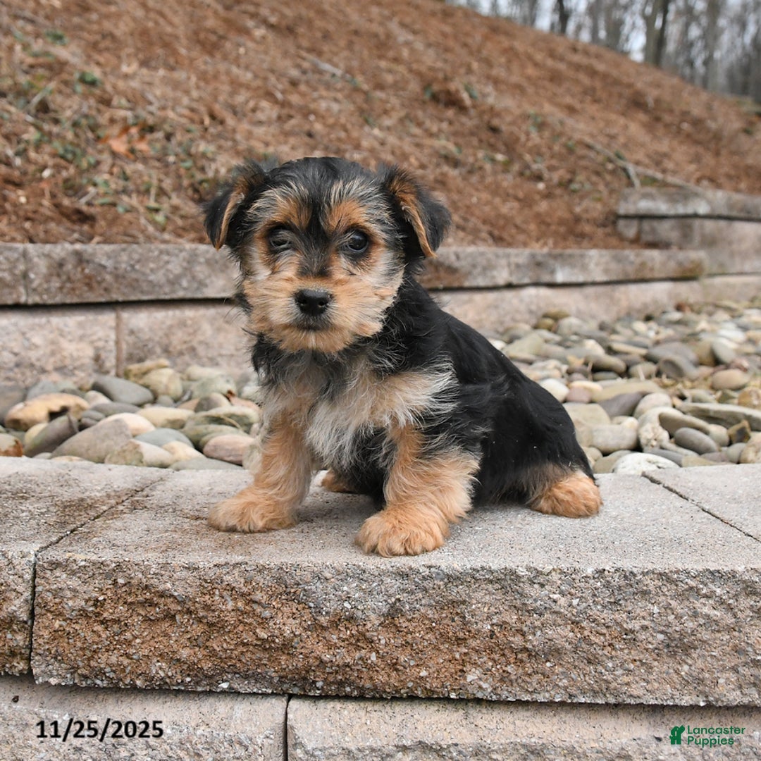 Morkie dogs for sale: Irwin - Ad 1