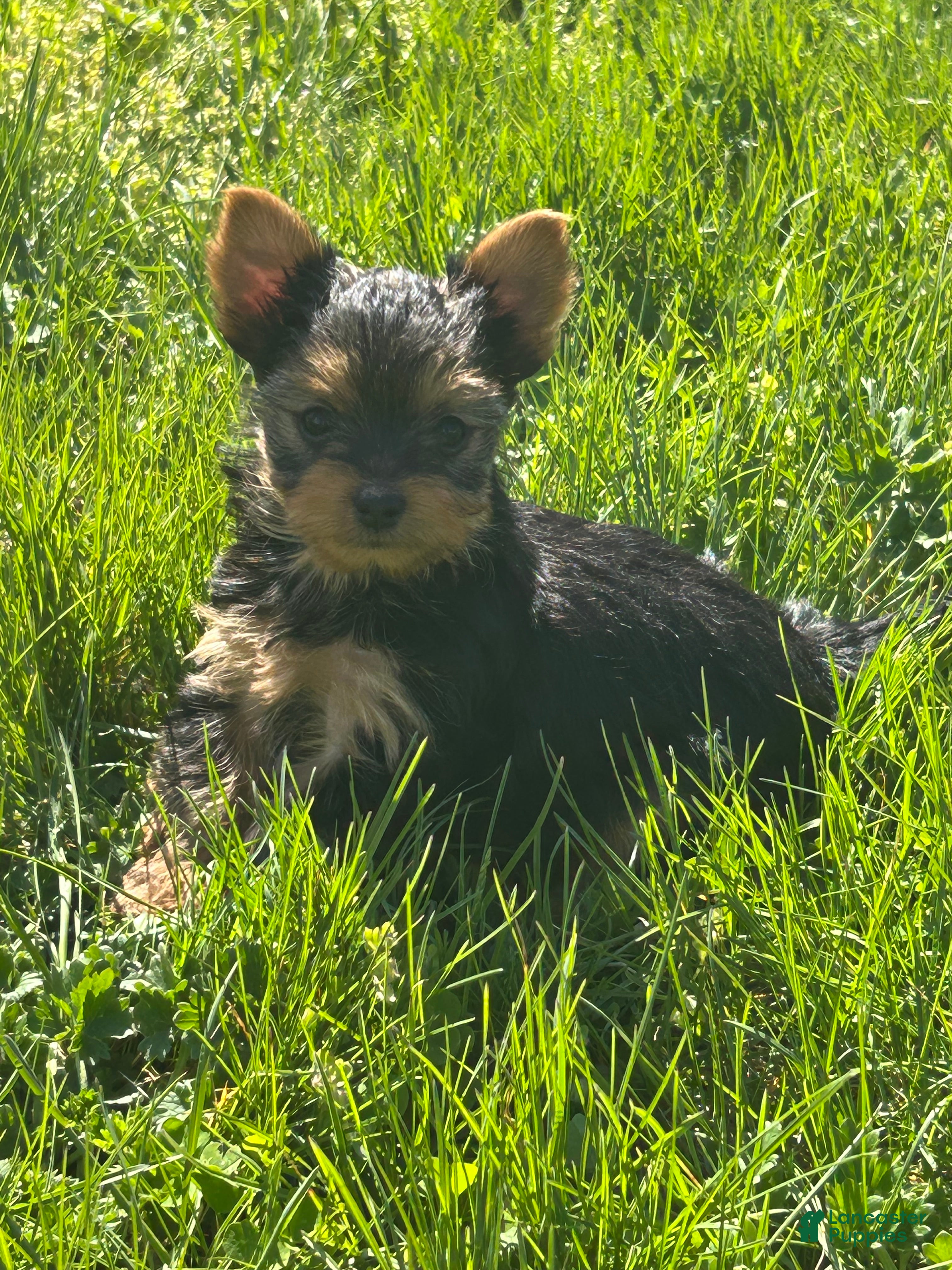 Yorkshire Terrier dogs Yorkshire Terrier Puppy 1 teacup Daisy  - Ad 1