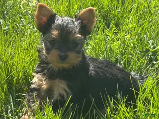 Yorkshire Terrier dogs for sale: Yorkshire Terrier Puppy 1 teacup Daisy - Ad 2