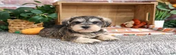 Miniature Schnauzer dogs for sale: Reagan - Ad 5