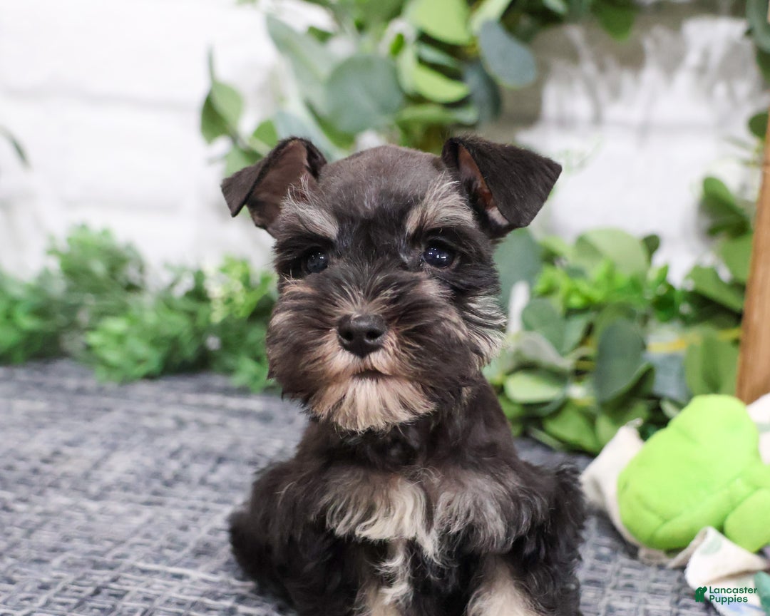 Miniature Schnauzer dogs for sale: Pepe - Ad 3