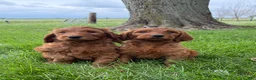 Irish Doodle dogs for sale: Daisy - Ad 5