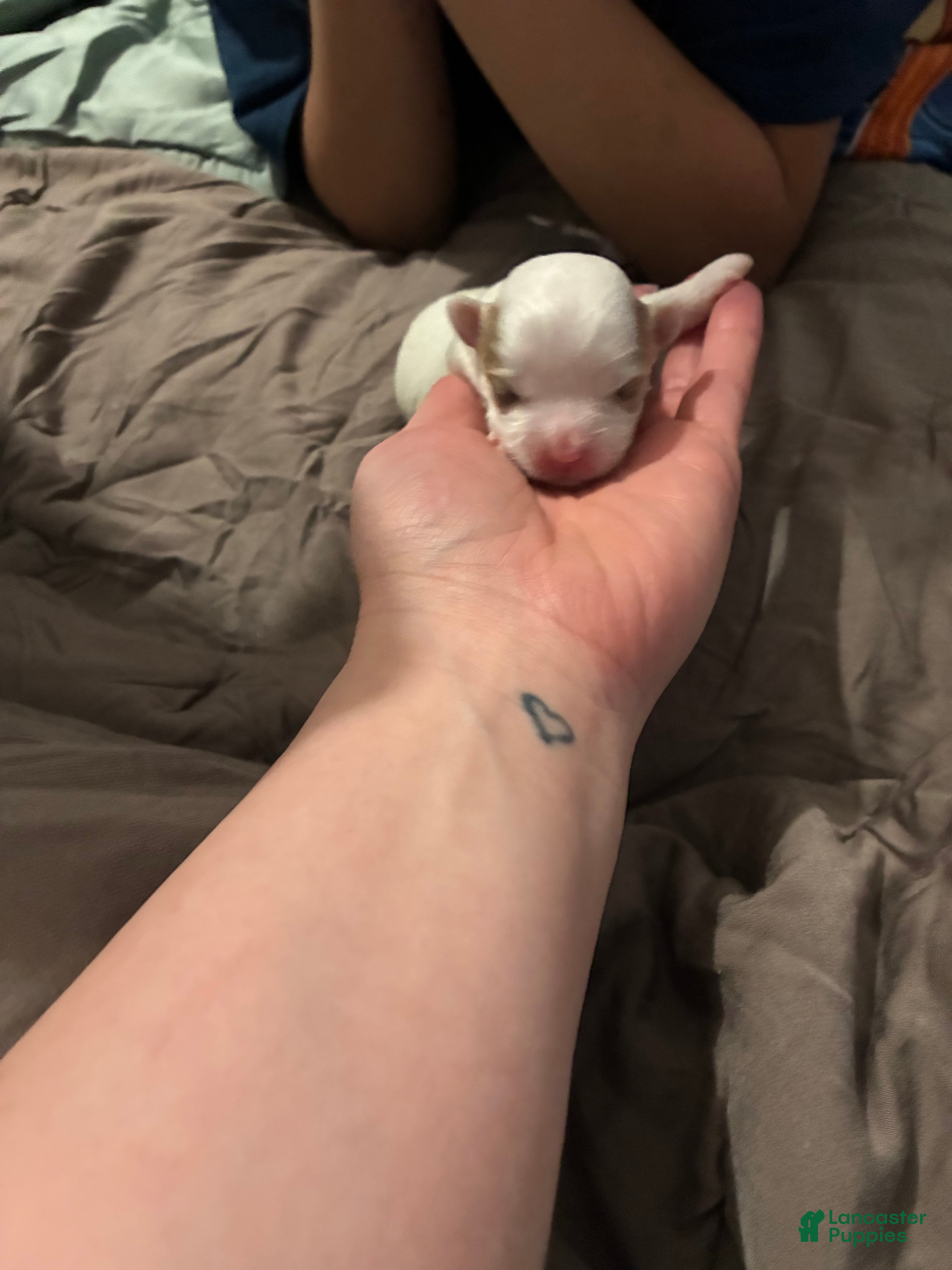 Mixed Breed dogs Mixed Breed Puppy 4 - Ad 25