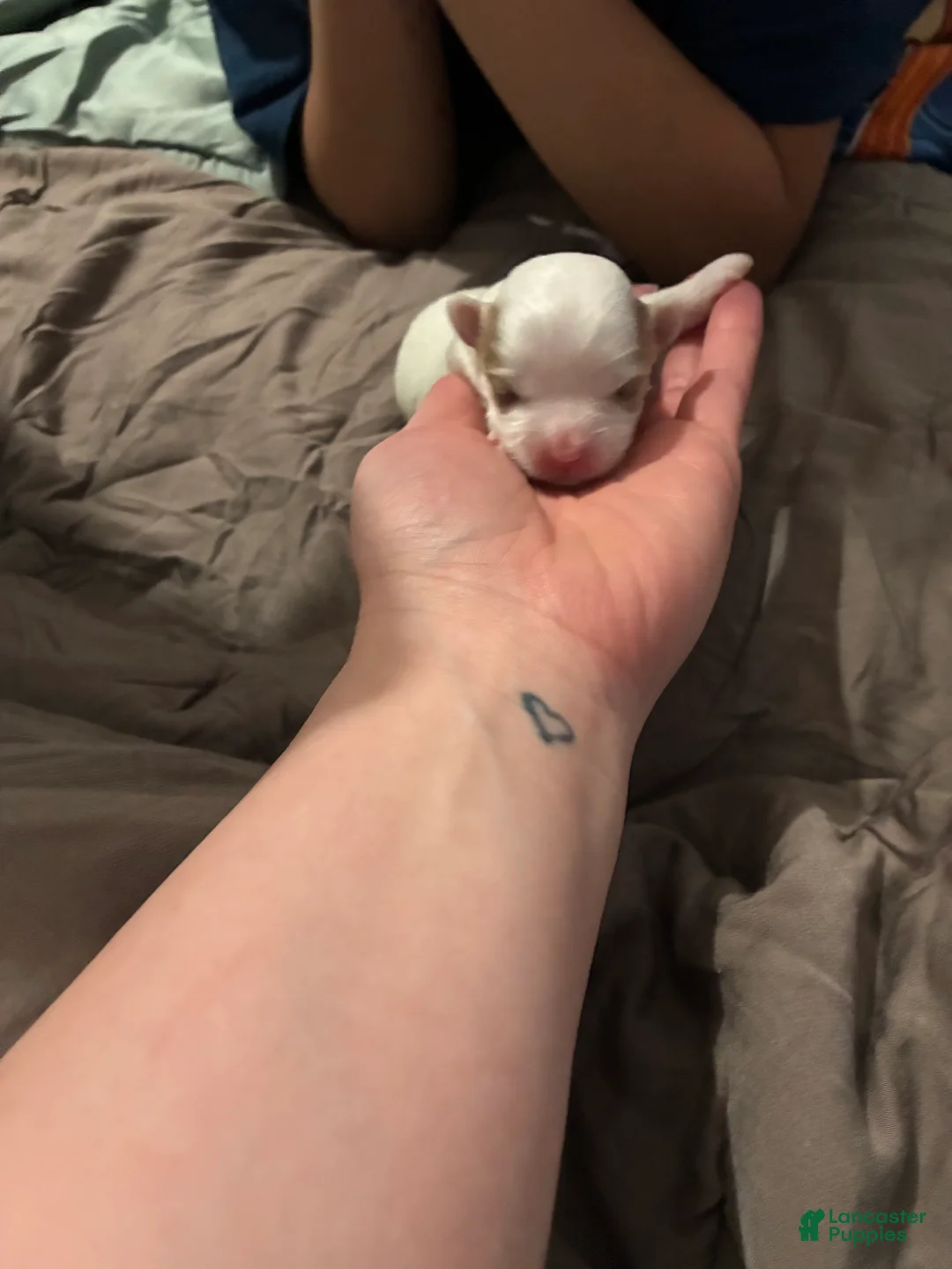 Mixed Breed dogs for sale: Mixed Breed Puppy 4 - Ad 1