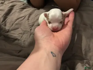 Mixed Breed dogs Mixed Breed Puppy 4 - Ad 25