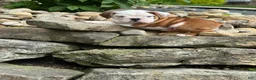 English Bulldog dogs for sale: Barney - Ad 5