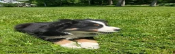 Miniature Australian Shepherd dogs for sale: Peggy - Ad 4