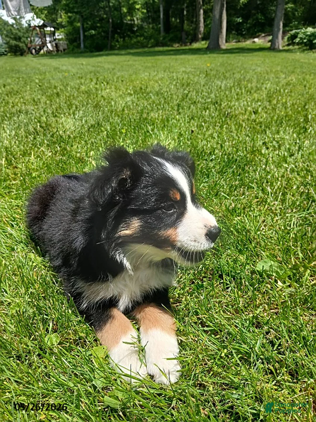 Miniature Australian Shepherd dogs for sale: Peggy - Ad 4