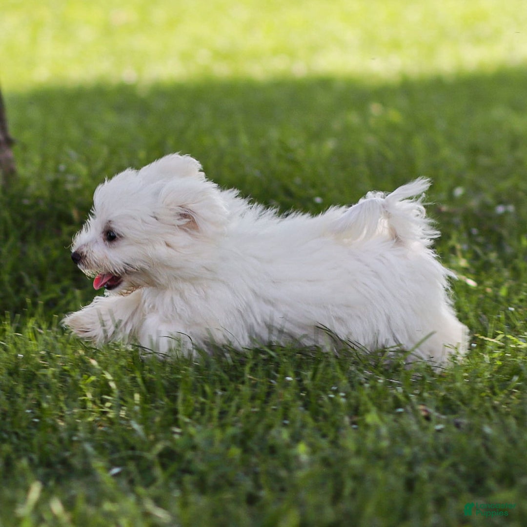 Maltese dogs for sale: Sterling - Ad 12