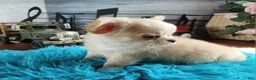 Chihuahua dogs for sale: Applehead boy Hand Delivery  - Ad 12