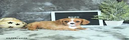 Cavalier King Charles Spaniel dogs for sale: Bozo - Ad 5