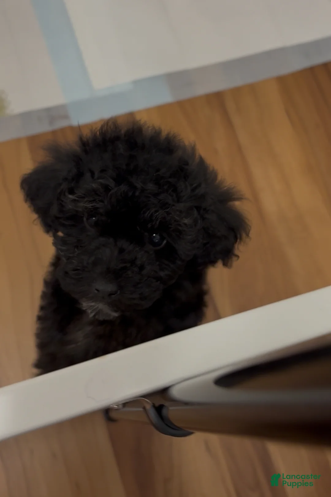 Mini Goldendoodle dogs for sale: Mini Goldendoodle ‘Trix’ - Ad 1