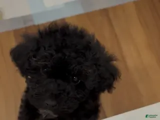 Mini Goldendoodle dogs Mini Goldendoodle ‘Trix’ - Ad 13