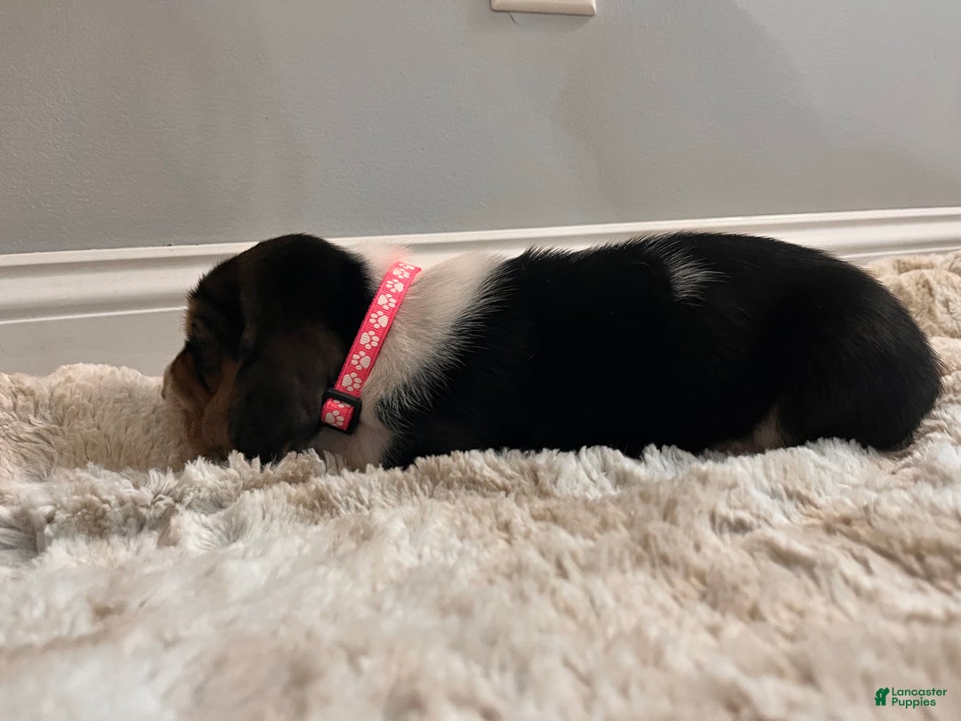 Basset Hound dogs for sale: Thelma - Ad 5