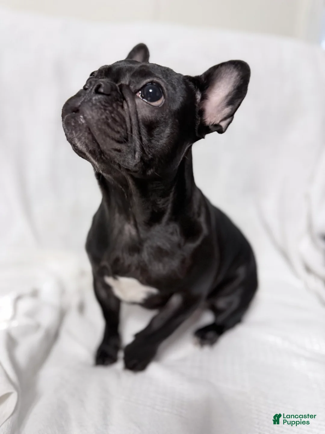 French Bulldog dogs for sale: Coco Cleo channel  - Ad 3