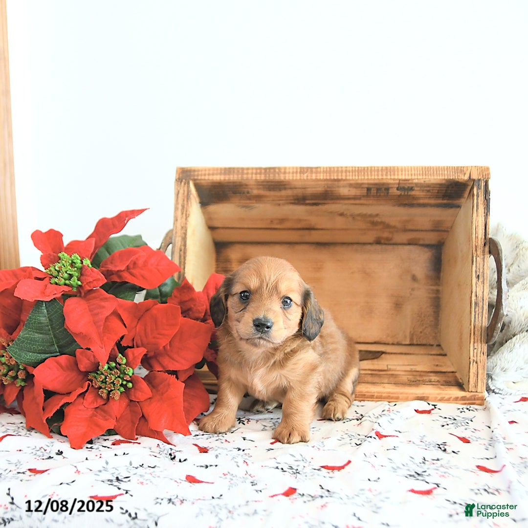 Miniature Dachshund dogs for sale: Cameron - Ad 2