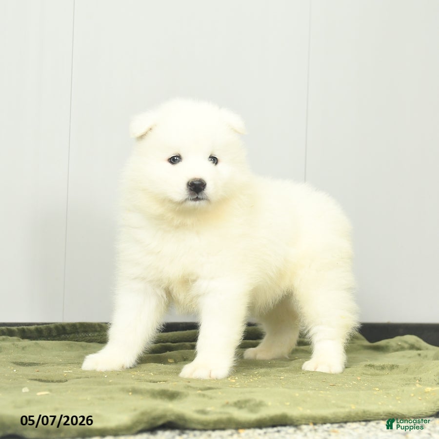 Samoyed dogs Cheerio - Ad 2