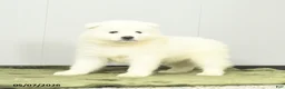 Samoyed dogs for sale: Cheerio - Ad 2