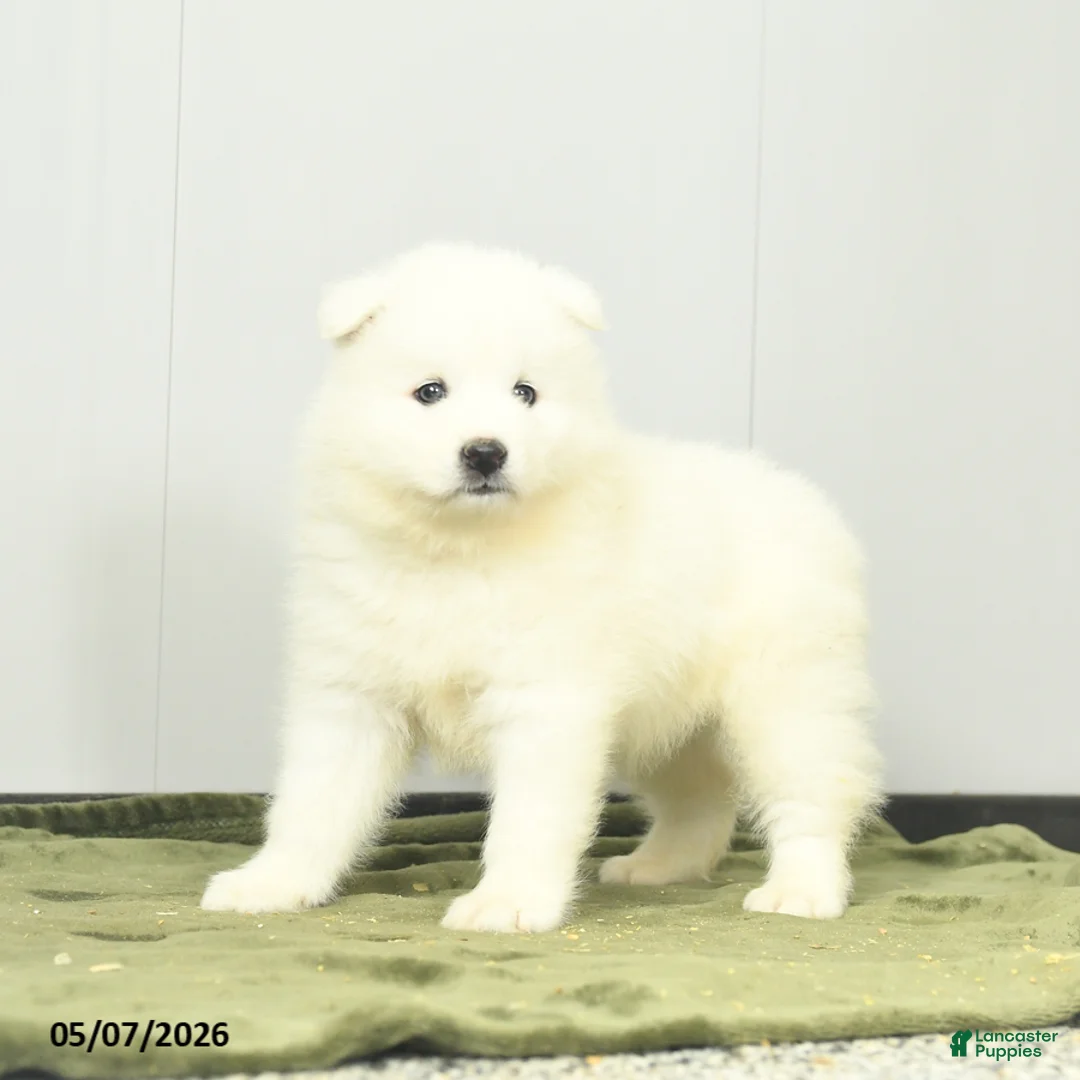 Samoyed dogs for sale: Cheerio - Ad 2