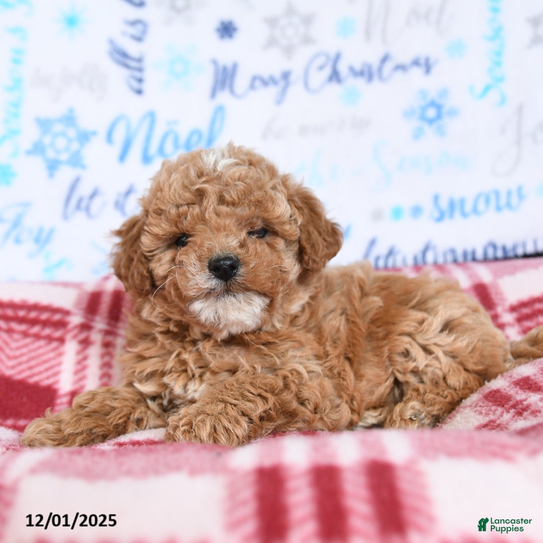 Miniature Poodle dogs for sale: Mac  - Ad 2