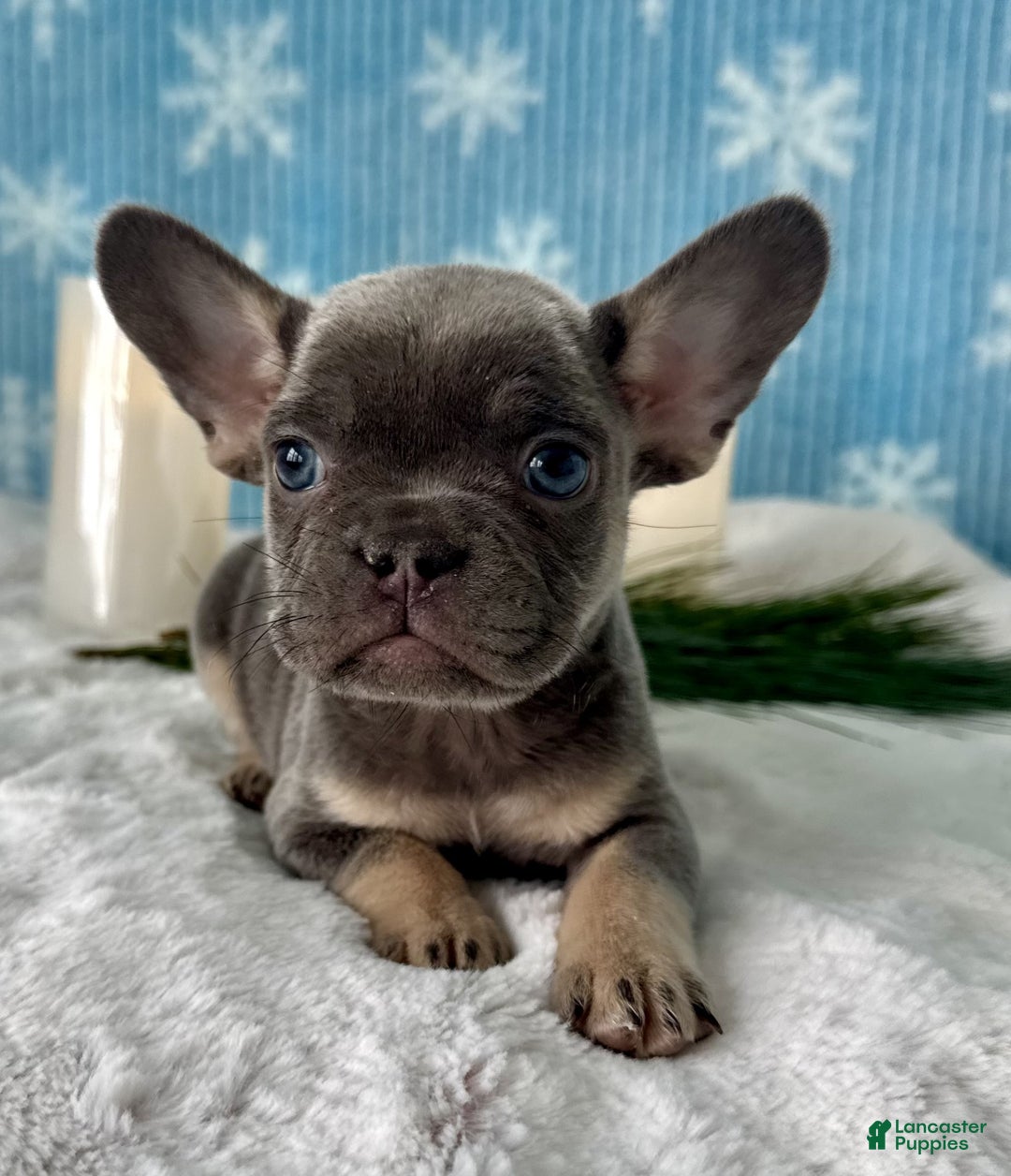 French Bulldog dogs for sale: Dexter - Ad 4