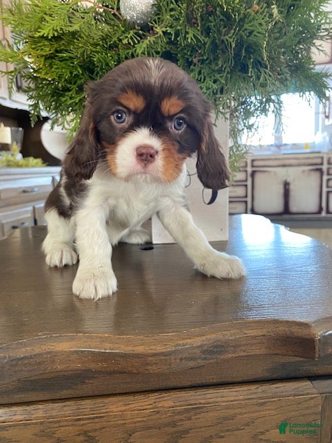 Cavalier King Charles Spaniel dogs Holly- genetic clear parents - Ad 33