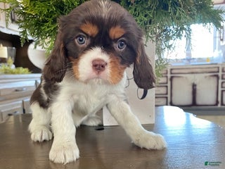Cavalier King Charles Spaniel dogs Holly- genetic clear parents - Ad 33