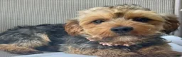 Yorkiepoo dogs for sale: Beau - Ad 4