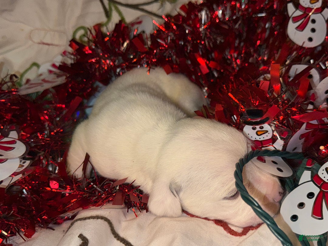 Mixed Breed dogs for sale: Calypso - Ad 9