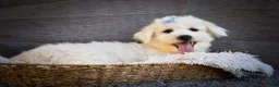 Maltese dogs for sale: Bryson 🐾 - Ad 4