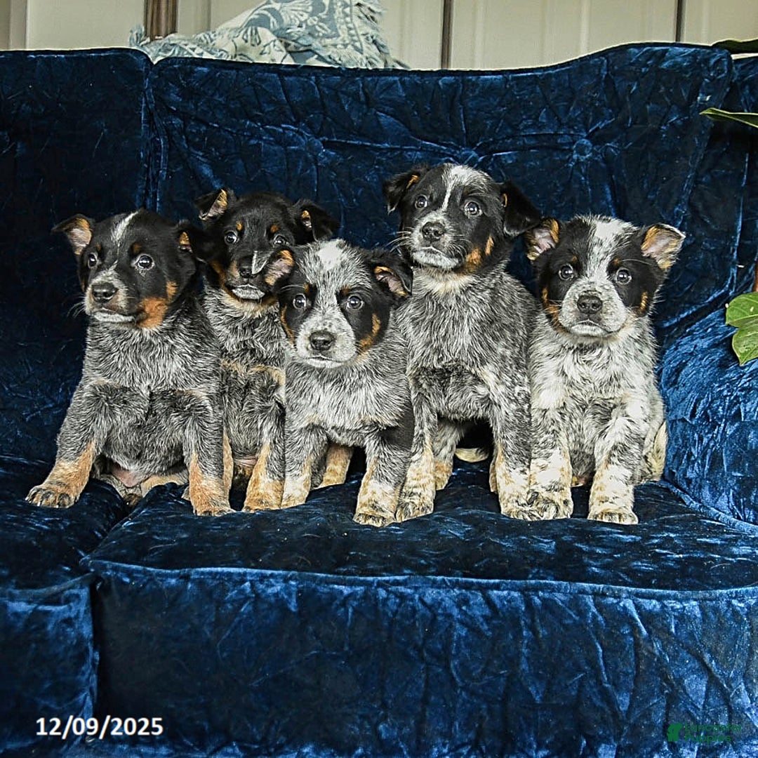 Australian Cattle Dog dogs for sale: Emerald - Ad 3