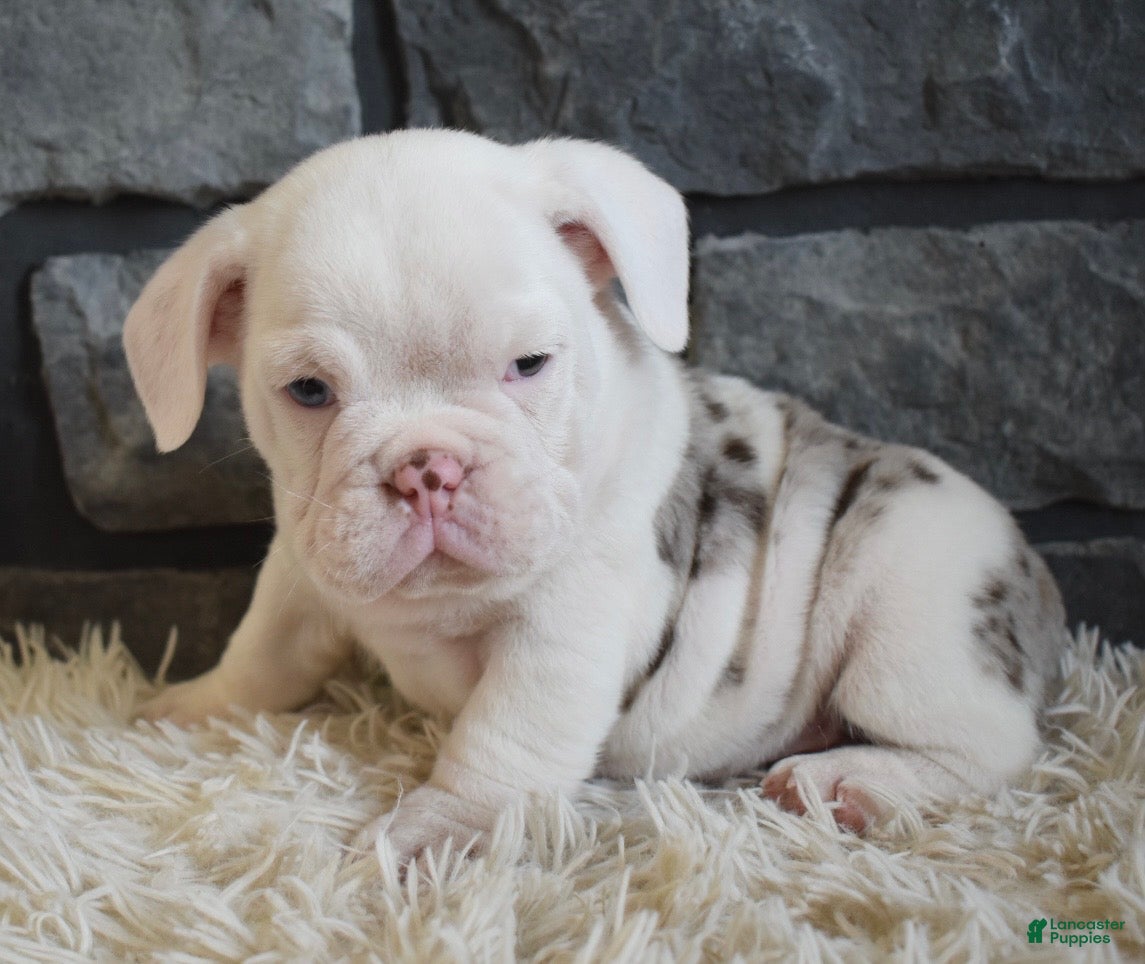 Mixed Breed dogs Bentley  - Ad 38