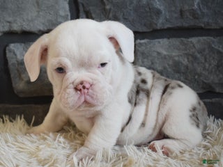 Mixed Breed dogs Bentley - Ad 38