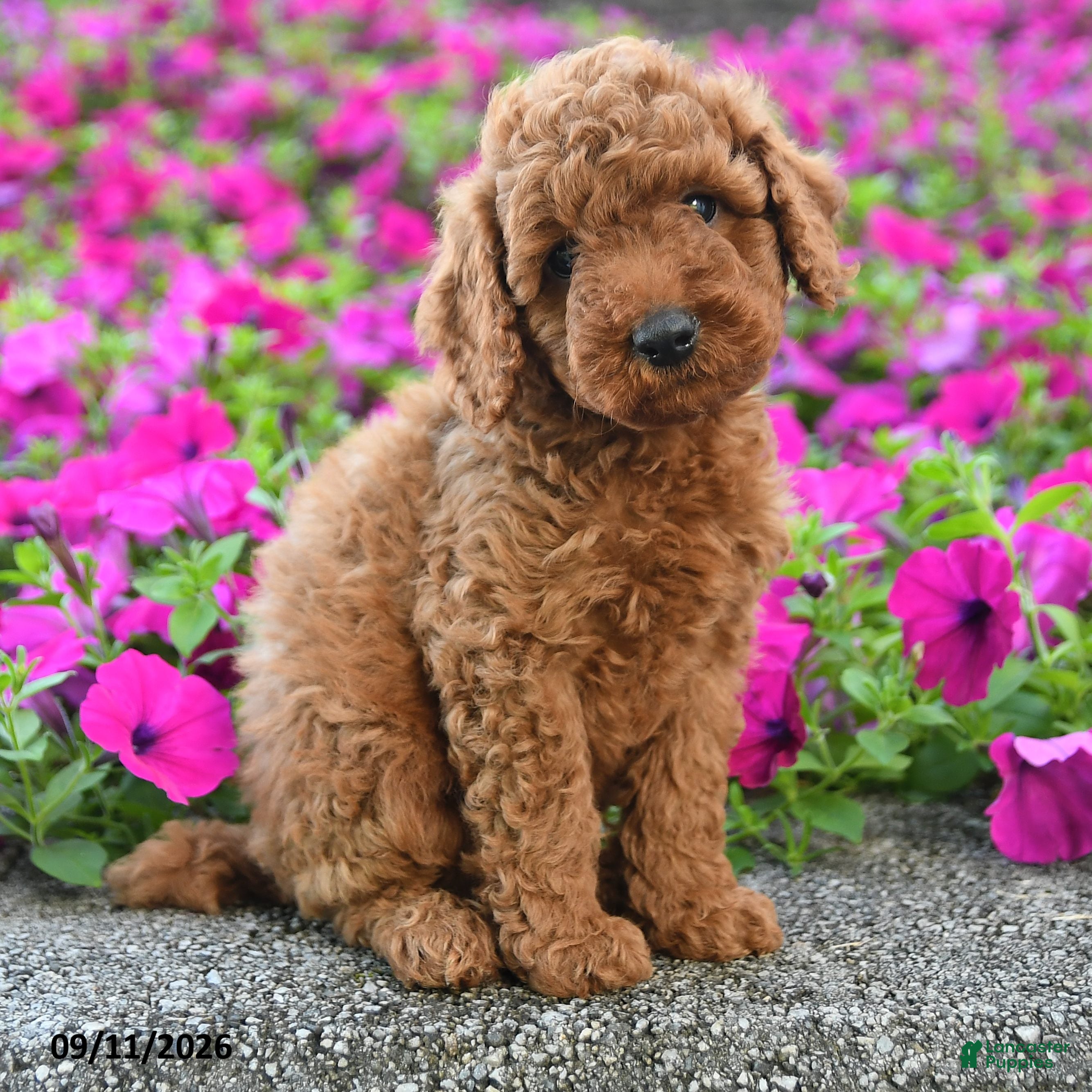 Miniature Poodle dogs Kavic - Ad 2