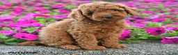 Miniature Poodle dogs for sale: Kavic - Ad 2