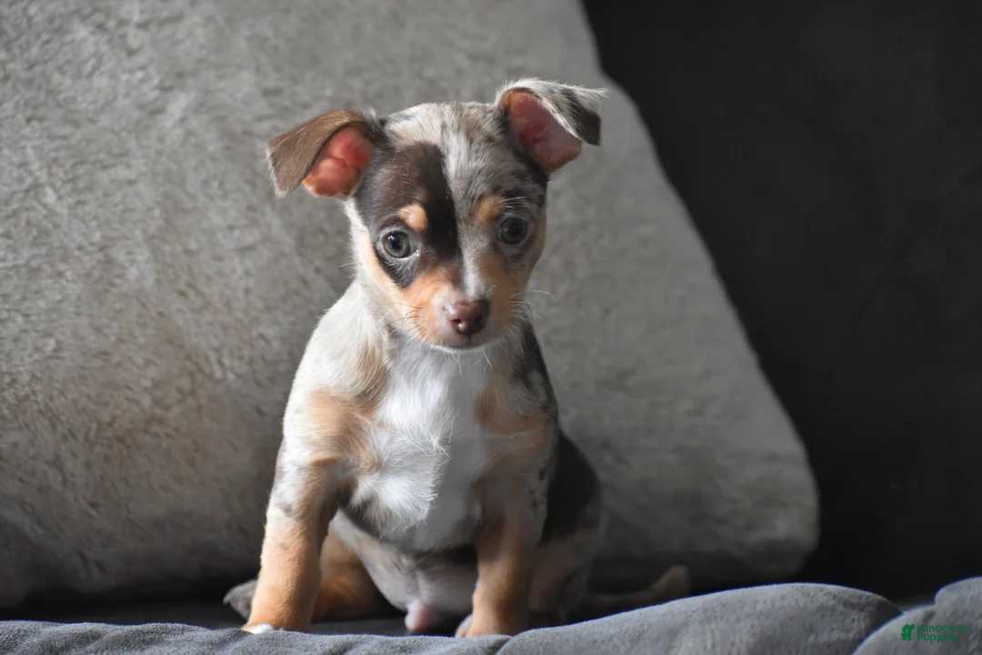 Chihuahua dogs for sale: Sprout - Ad 2