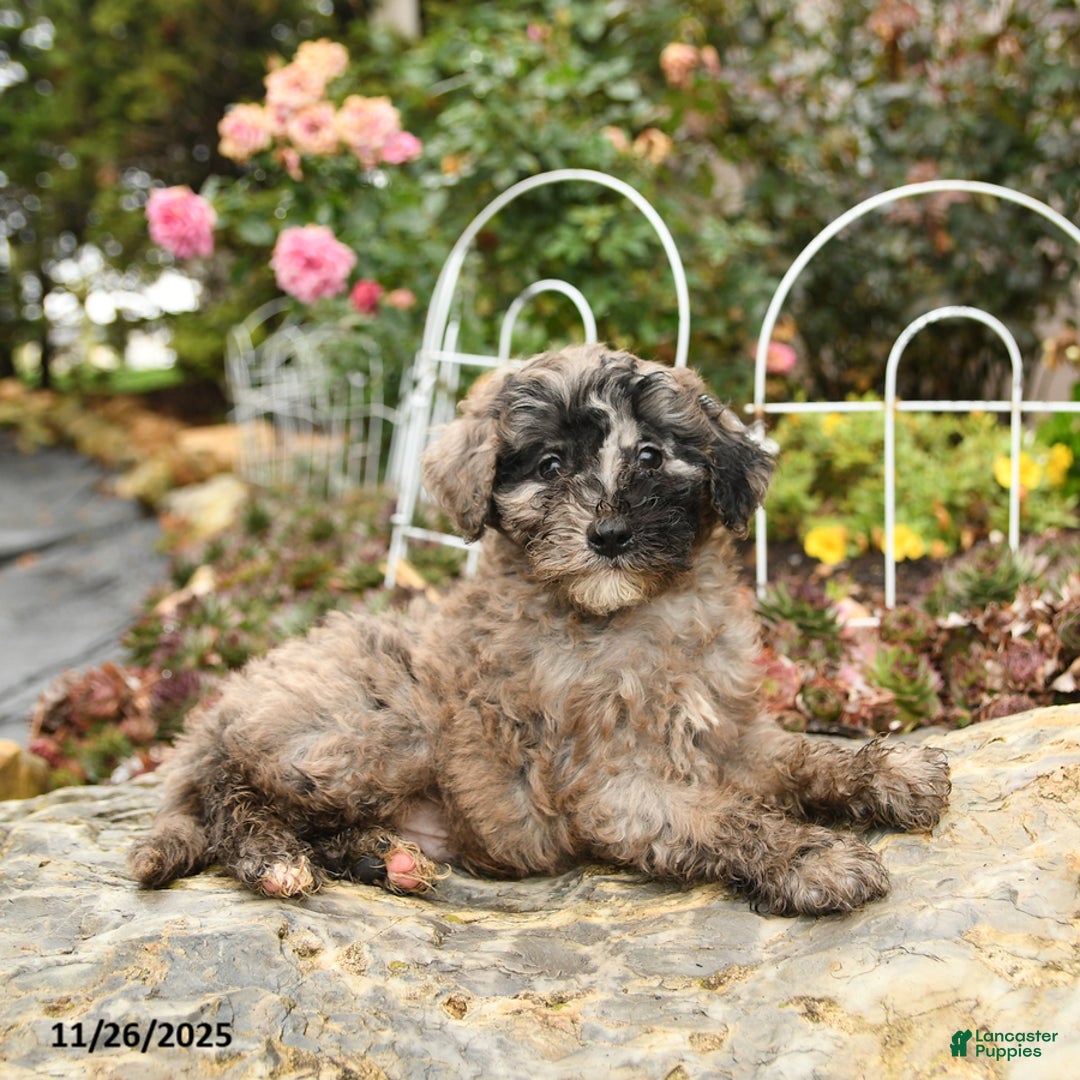 Toy Poodle dogs for sale: Smudge - Ad 4