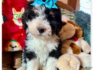 Mini Bernedoodle dogs Mila - Ad 24