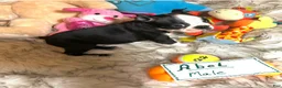 Boston Terrier dogs for sale:  Abel - Ad 7