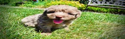 Havapoo dogs for sale: Innocent - Ad 12