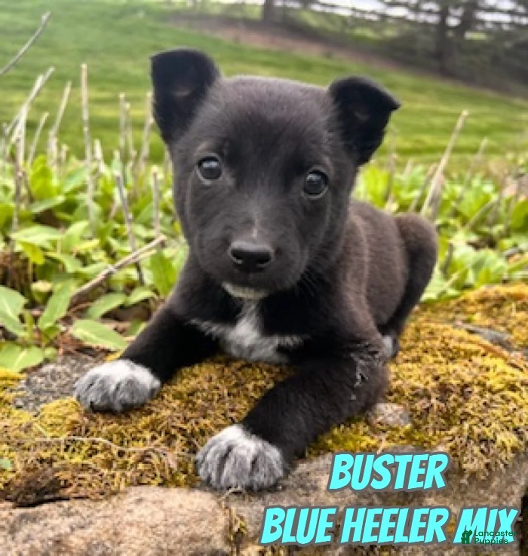 Mixed Breed dogs for sale: Buster - Ad 1