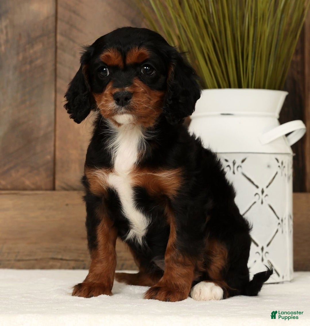 Cavapoo dogs for sale: Chloe - Ad 3